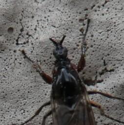 Dilophus antipedalis